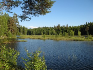 Svartkulp