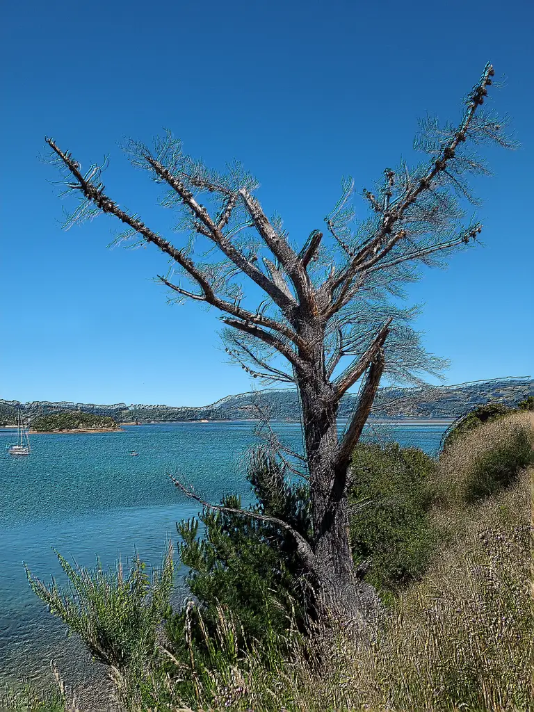 Picture of Portobello, New Zealand; Bump Map effect