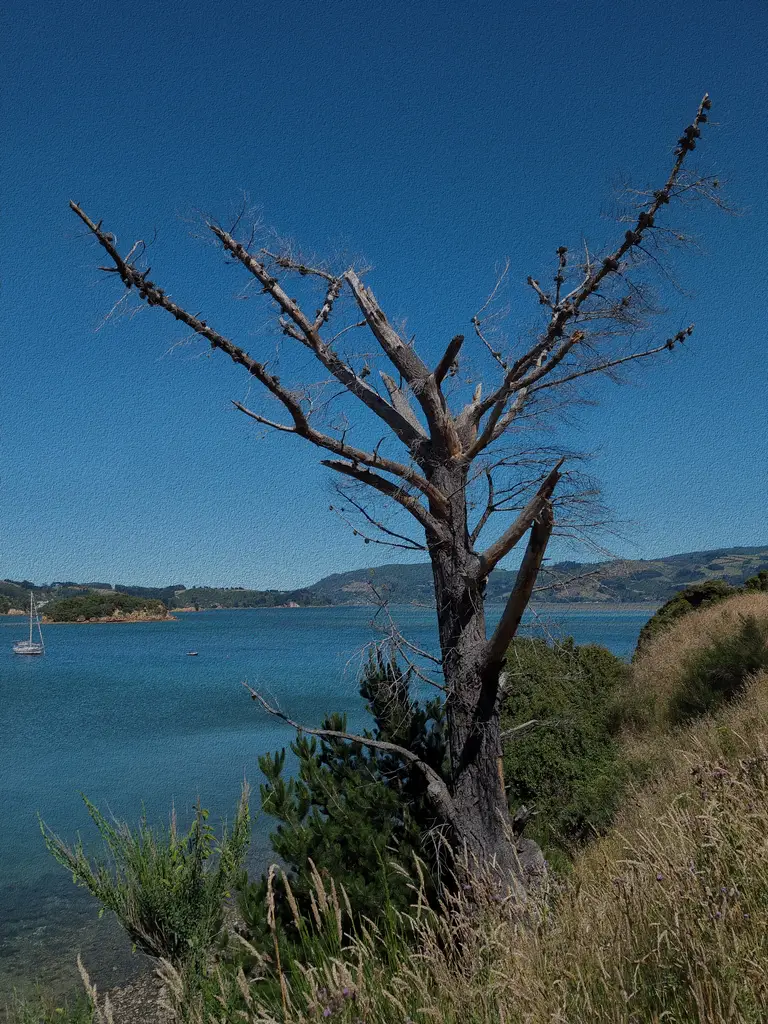 Picture of Portobello, New Zealand; Clothify effect