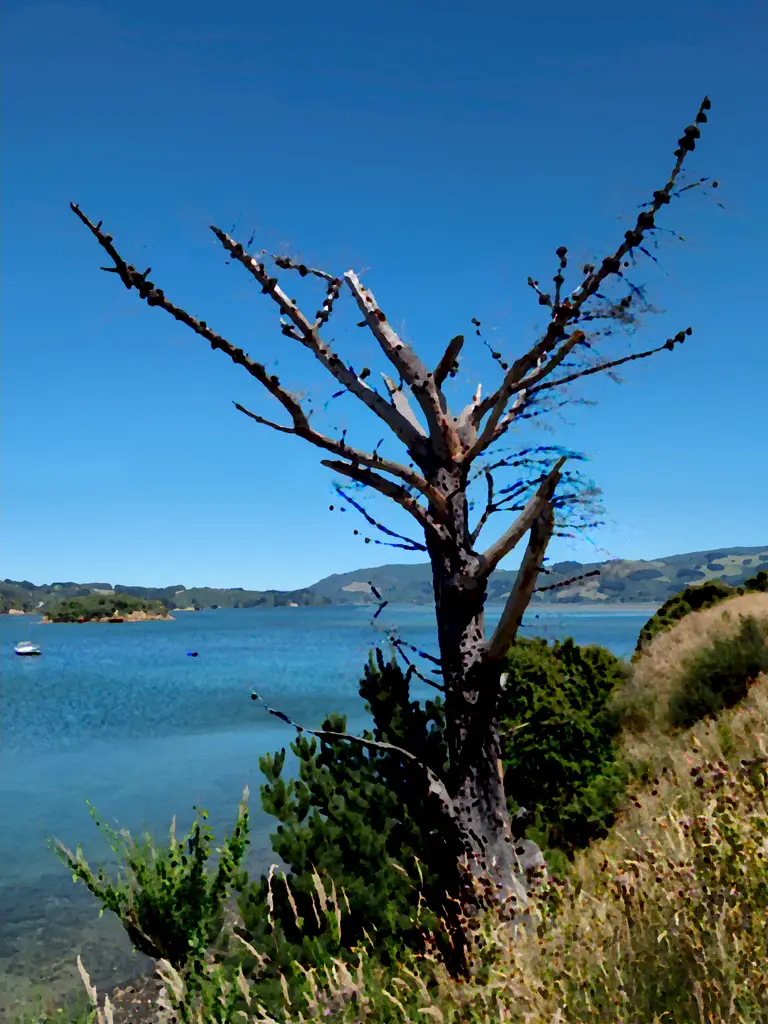 Picture of Portobello, New Zealand; Oilify effect