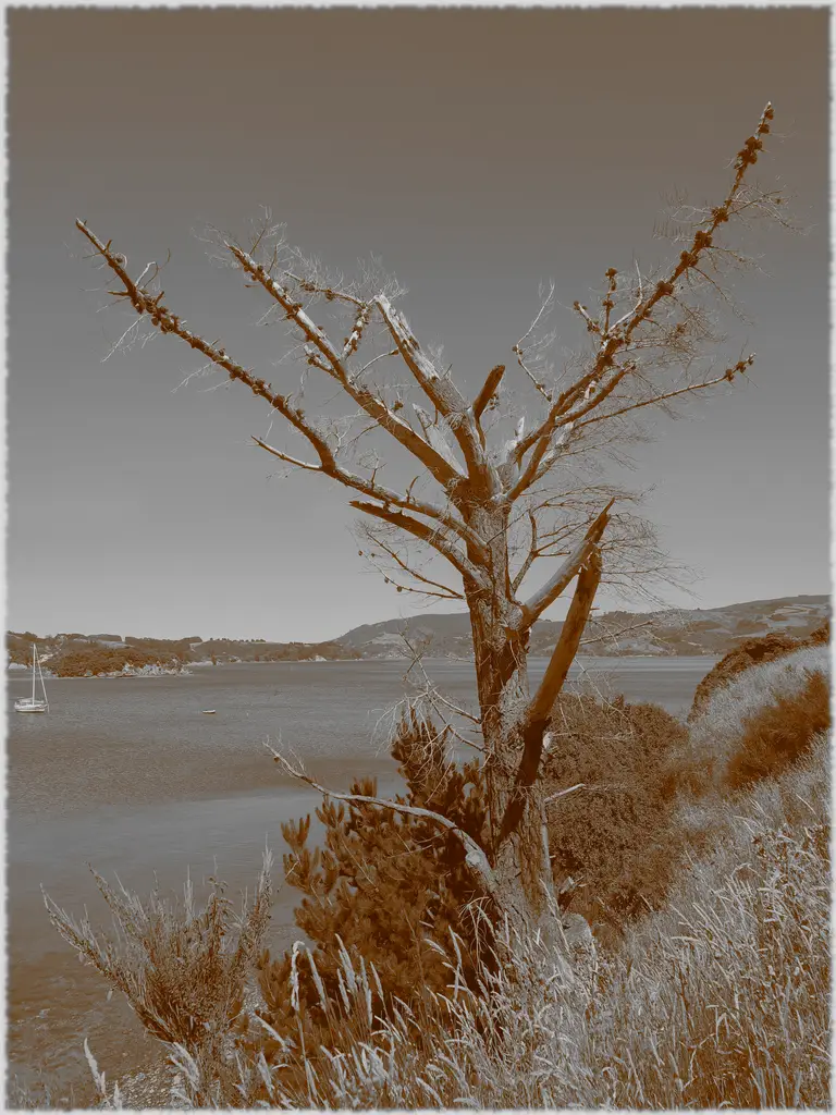 Picture of Portobello, New Zealand; Old Photo effect