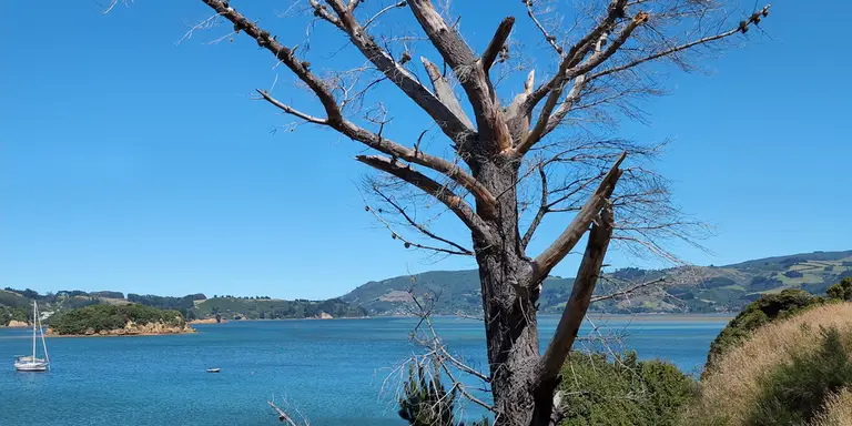Picture of Portobello, New Zealand; 2:1 aspect ratio