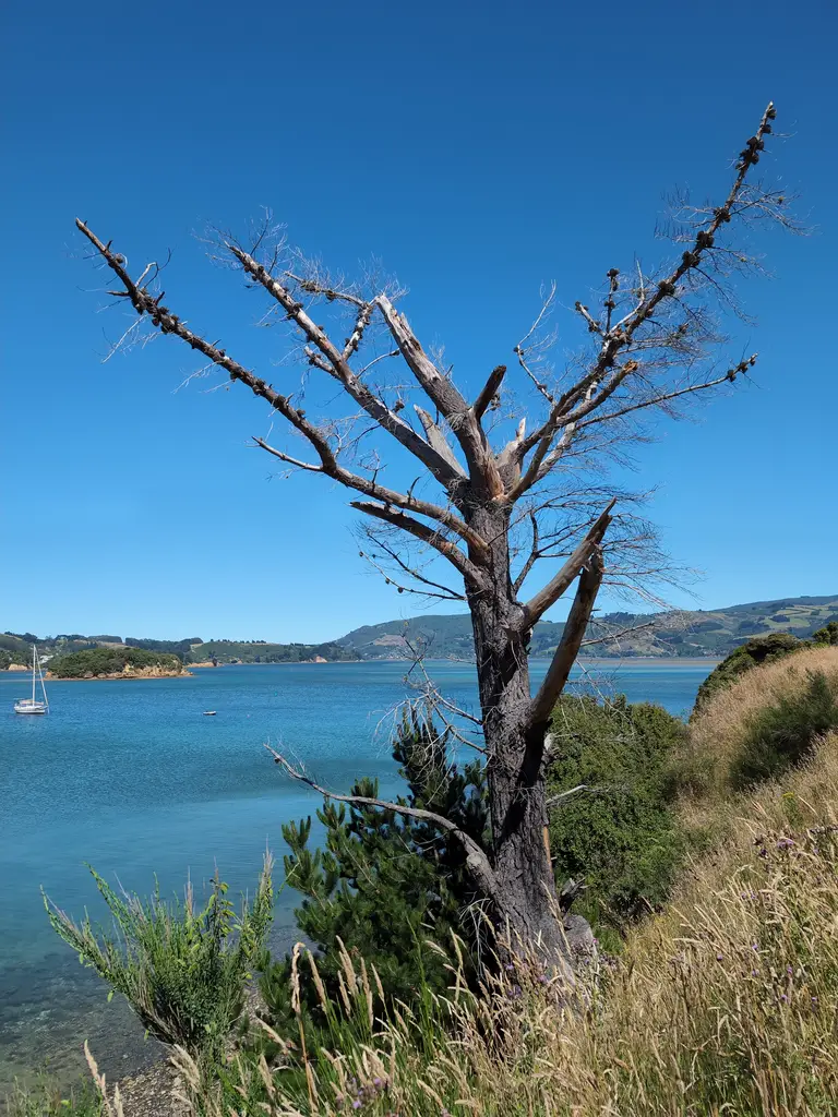 Picture of Portobello, New Zealand